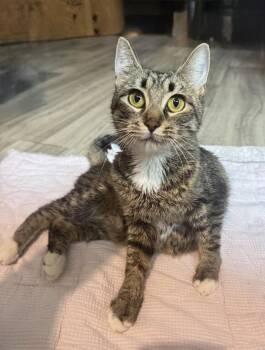 Rescue Domestic Short Hair Cats for Adoption in Beaverton, Oregon - Mama Moonshine | PetCurious