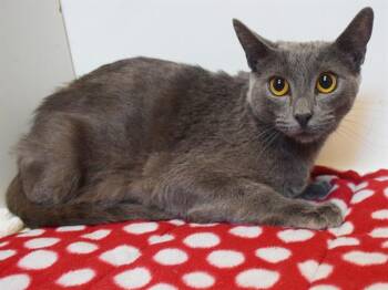 SYBIL -  Domestic Short Hair Cat for Adoption in Sacramento, California - SYBIL | PetCurious