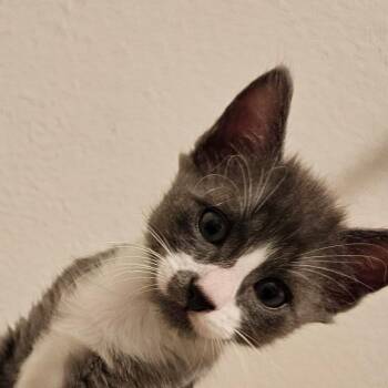 Mochi -  American Shorthair Cat for Adoption in Newberg, Oregon - Mochi | PetCurious