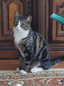 Domestic Short Hair Cats Available for Adoption - Disco | PetCurious