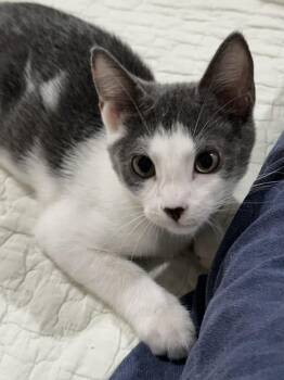 Bob - North Conroe Petsmart -  Domestic Short Hair Cat for Adoption in Spring, Texas - Bob - North Conroe Petsmart | PetCurious