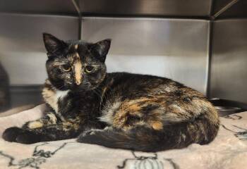 Barracuda -  Domestic Short Hair Cat for Adoption in Clayton, New Jersey - Barracuda | PetCurious