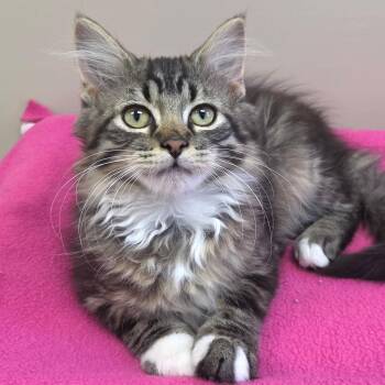 Hairball the Hutt -  Domestic Medium Hair Cat for Adoption in Marshfield, Wisconsin - Hairball The Hutt | PetCurious
