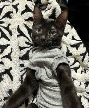 Venture -  Domestic Short Hair Cat for Adoption in Seal Beach, California - Venture | PetCurious