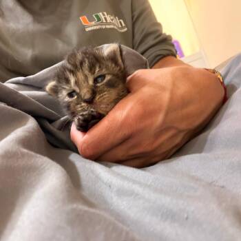 Captain -  Domestic Medium Hair Cat for Adoption in Fort Lauderdale, Florida - Captain | PetCurious