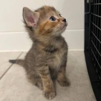 Belle -  Domestic Short Hair Cat Available for Adoption in Mebane, North Carolina - Belle | PetCurious