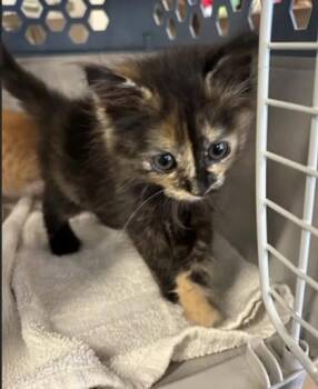 Dora -  Domestic Medium Hair and Domestic Short Hair Cat for Adoption in Atlanta, Georgia - Dora | PetCurious