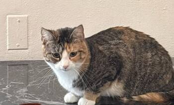 Stella -  Domestic Short Hair Cat for Adoption in Havertown, Pennsylvania - Stella | PetCurious