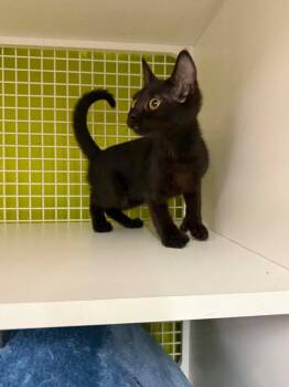 Lamb -  Domestic Short Hair Cat for Adoption in Gorham, Maine - Lamb | PetCurious