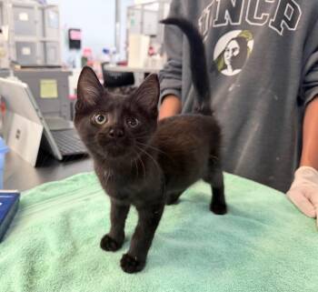 Tread -  Domestic Short Hair Cat for Adoption in Raleigh, North Carolina - Tread | PetCurious