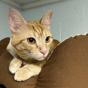 Domestic Short Hair Cats Available for Adoption in Mobile, Alabama - Bama | PetCurious