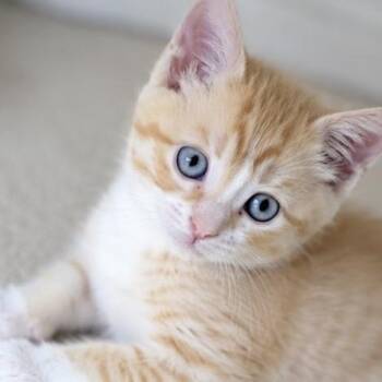 Patch -  Domestic Short Hair and Domestic Medium Hair Cat for Adoption in Denver, Colorado - Patch | PetCurious