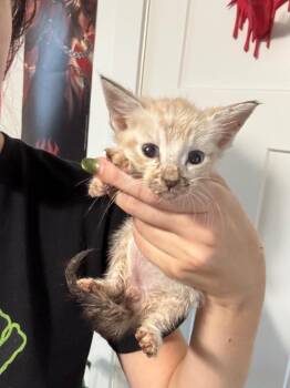 Augustine -  Domestic Short Hair Cat for Adoption in Augusta, Georgia - Augustine | PetCurious
