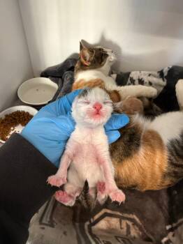 Domestic Short Hair Cats Available for Adoption in Douglasville, Georgia - Lilac | PetCurious