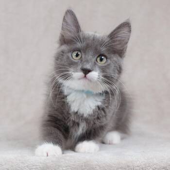 Pudding -  Domestic Medium Hair Cat for Adoption in Sunnyvale, California - Pudding | PetCurious