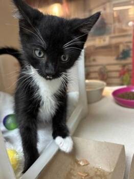 92920A Blue -  Domestic Short Hair Cat for Adoption in North Charleston, South Carolina - 92920A Blue | PetCurious