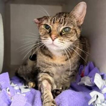 Margaritaville -  Domestic Short Hair Cat for Adoption in New York, New York - Margaritaville | PetCurious
