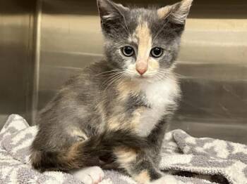 Domestic Short Hair Cats Available for Adoption in Tustin, California - STELLA | PetCurious