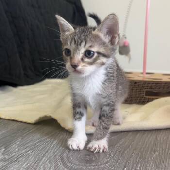 Mimosa -  Domestic Short Hair Cat for Adoption in Las Vegas, Nevada - Mimosa | PetCurious