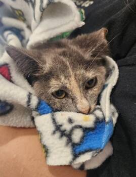 Salted Caramel -  Domestic Short Hair Cat for Adoption in Grand Rapids, Michigan - Salted Caramel | PetCurious