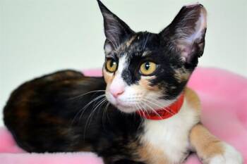 CAROLINE -  Domestic Short Hair Cat for Adoption in Fort Lauderdale, Florida - CAROLINE | PetCurious