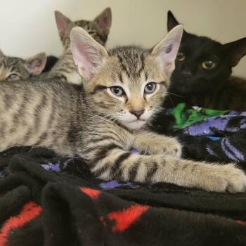 Teal -  Domestic Short Hair Cat for Adoption in Columbia, Missouri - Teal | PetCurious