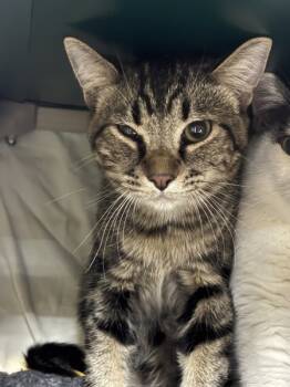 Rescue Domestic Short Hair Cats for Adoption in Sherwood, Oregon - Tiger | PetCurious