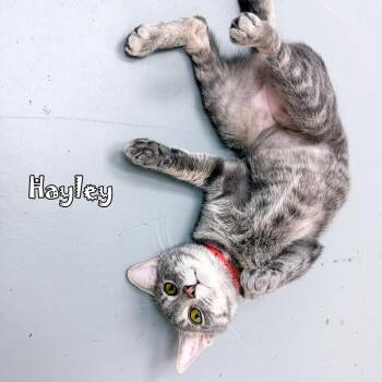 Domestic Short Hair Cats Available for Adoption - Hayley At Pawz Cafe | PetCurious