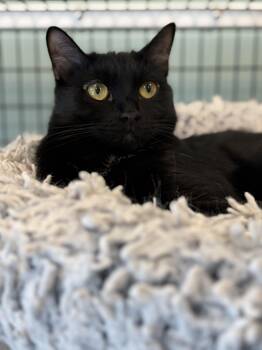 Bombay Cats Available for Adoption - Burberry | PetCurious