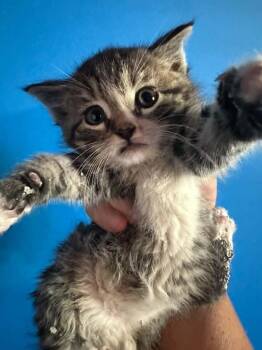 Tabby Cats Available for Adoption in Winnipeg, Manitoba - Oscar | PetCurious
