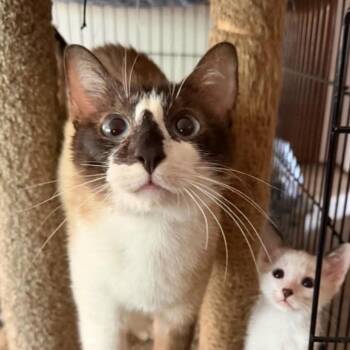 Jessica -  Siamese Cat for Adoption in Larkfield-wikiup, California - Jessica | PetCurious