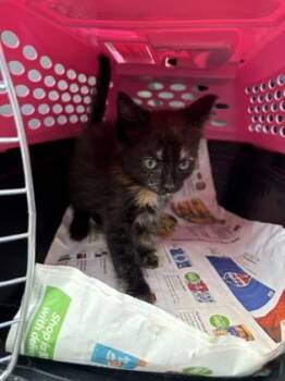 Baylene -  Domestic Short Hair Cat for Adoption in Chamblee, Georgia - Baylene | PetCurious