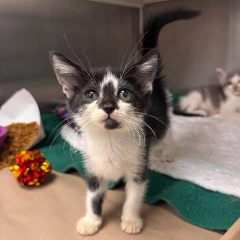 Tootsie -  Domestic Short Hair Cat for Adoption in Lake Panasoffkee, Florida - Tootsie | PetCurious