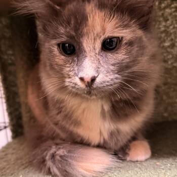 Rescue Domestic Short Hair Cats for Adoption in Chicago, Illinois - Scar & Cobra, Bonded Pair | PetCurious