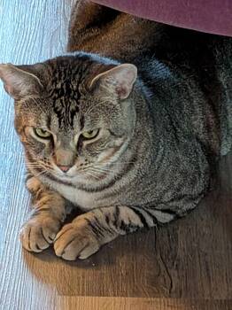 Rescue Domestic Short Hair Cats for Adoption in Silverton, Oregon - Sarge (adopt By Owner) | PetCurious