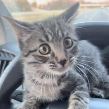 Rowdy -  Domestic Short Hair Cat for Adoption in Bentonville, Arkansas - Rowdy | PetCurious