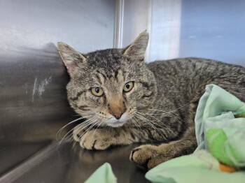 Domestic Short Hair Cats Available for Adoption - Wilson | PetCurious