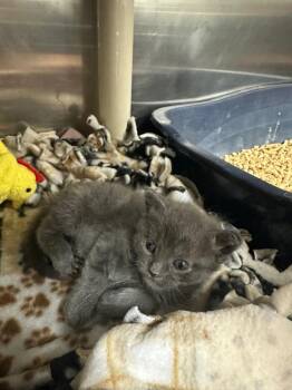 Sublime (Sewanee) -  Domestic Short Hair Cat for Adoption in Johnson City, Tennessee - Sublime (Sewanee) | PetCurious