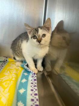Mike -  Domestic Short Hair Cat for Adoption in Lock Haven, Pennsylvania - Mike | PetCurious