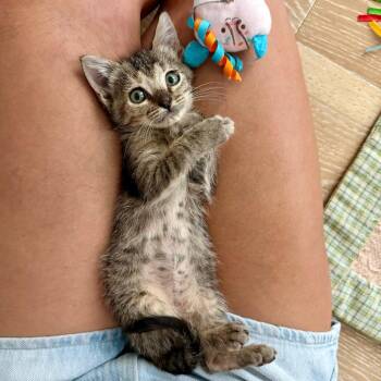 Fairywren 21 -  Domestic Short Hair Cat for Adoption in Austin, Texas - Fairywren 21 | PetCurious