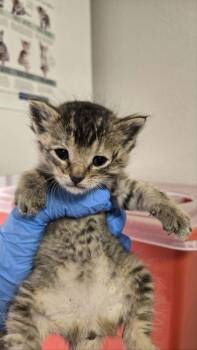Sprinkles -  Domestic Short Hair Cat for Adoption in Fresno, California - Sprinkles | PetCurious