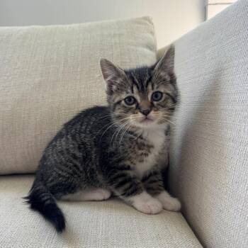 Domestic Short Hair Cats Available for Adoption in Evansville, Indiana - Glacier | PetCurious