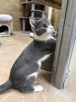 Domestic Short Hair Cats Available for Adoption in West Chester, Pennsylvania - Castiel | PetCurious