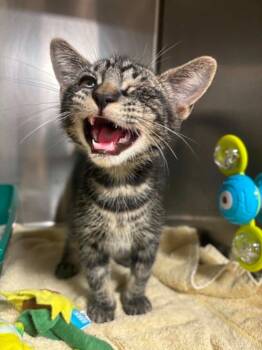Barnacle Boy -  Domestic Short Hair Cat for Adoption in Fall River, Massachusetts - Barnacle Boy | PetCurious