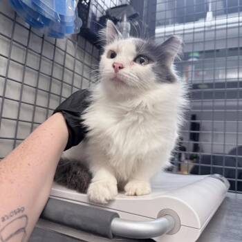 Evie -  Domestic Medium Hair Cat for Adoption in New York, New York - Evie | PetCurious