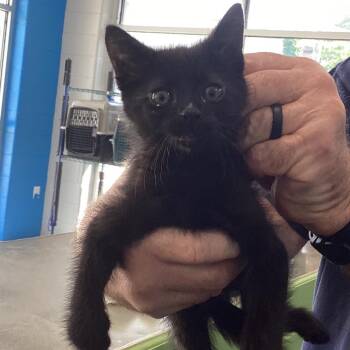 Bernie -  Domestic Medium Hair Cat Available for Adoption in Montgomery, Alabama - Bernie | PetCurious