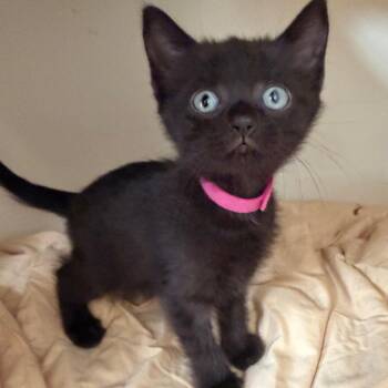 Raven Shaw-CA (Pink) -  Domestic Short Hair Cat for Adoption in Tallahassee, Florida - Raven Shaw-CA (Pink) | PetCurious