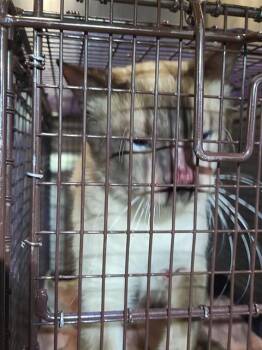 MEOW MEOW -  Domestic Short Hair Cat for Adoption in San Antonio, Texas - MEOW MEOW | PetCurious