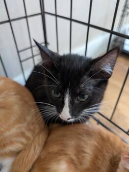 Rescue Domestic Short Hair Cats for Adoption in Leander, Texas - Mayhem | PetCurious