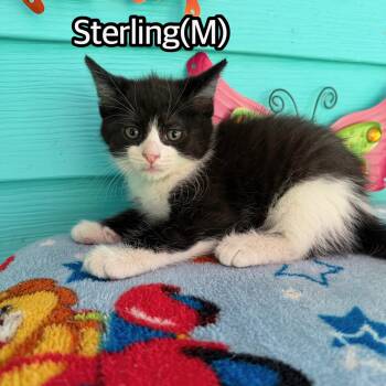 Sterling -  Domestic Medium Hair Cat for Adoption in Hermitage, Pennsylvania - Sterling | PetCurious